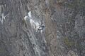 Andean Condor 2015-06-03 (2) (26437794078)