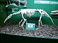 Anteater Skeleton