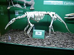 Archivo:Anteater Skeleton
