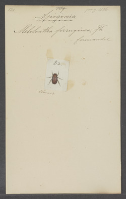 Apogonia - Print - Iconographia Zoologica - Special Collections University of Amsterdam - UBAINV0274 020 07 0003.tif