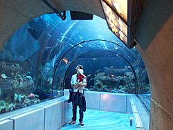 Aquarium du Quebec - 2006-06 - grand ocean.JPG
