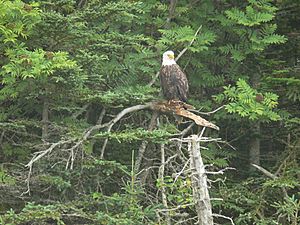 Archivo:Bald Eagle on Tree top