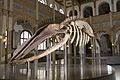 Ballena del MNHN