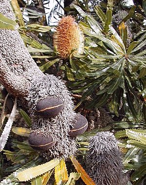 Archivo:Banksia aemulafollicles cranbourne email