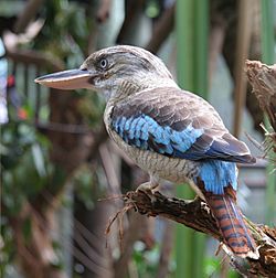 Blue-winged Kookaburra (Dacelo leachii) -female.jpg