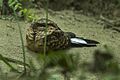 Buff-collared Nightjar