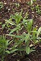 Butterfly Weed Asclepias tuberosa Young Stalks 2000px
