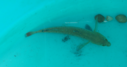 Captive redfin darter (Etheostoma whipplei).png