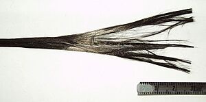 Archivo:Carbon fiber