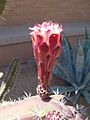 Cereus-peruvianus-20080402
