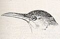Chersophilus duponti