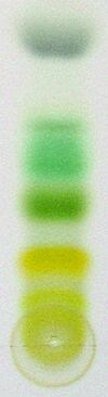 Archivo:Chromatography of chlorophyll - Step 7