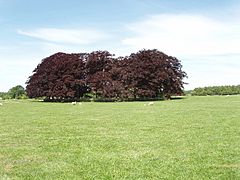 Clump of copper beech trees, Blenheim Great Park - geograph.org.uk - 442373