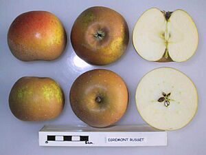 Archivo:Cross section of Egremont Russet (EMLA 1), National Fruit Collection (acc. 1979-159)