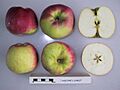 Cross section of Gascoyne's Scarlet, National Fruit Collection (acc. 1957-181)