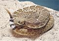 Crotalus ruber 02.jpg