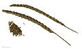 Cynosurus cristatus MHNT.BOT.2007.43.5