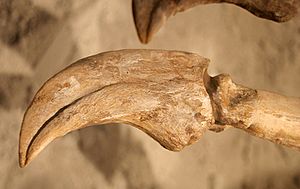 Archivo:Deinocheirus claw