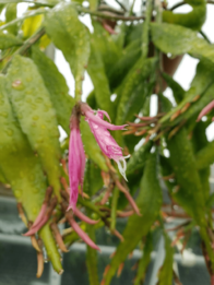 Disocactus biformis.png