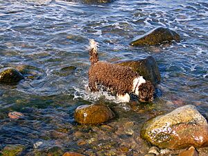 Archivo:Emma spanish waterdog 3
