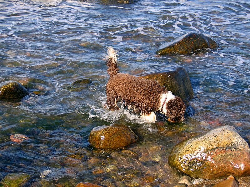 Emma spanish waterdog 3