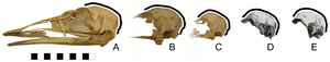 Archivo:Emu skulls