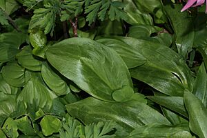 Archivo:Erythronium revolutum 1795