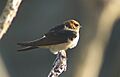 FairyMartin (Mattern)