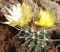 Archivo:Ferocactus hamatacanthus sinuatus HabitusFlowers Bln0906b