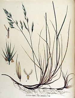 Festuca rubra — Flora Batava — Volume v15.jpg