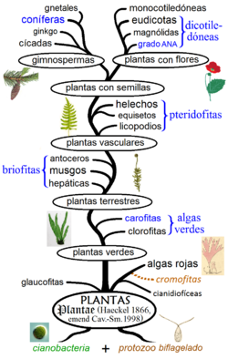 Archivo:Filogenia vegetal