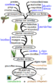 Filogenia vegetal