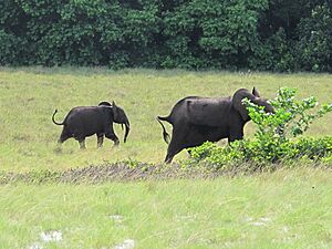 Archivo:Gabon Loango National Park Elephant with offspring