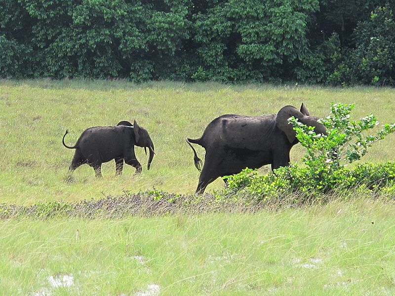 Gabon Loango National Park Elephant with offspring
