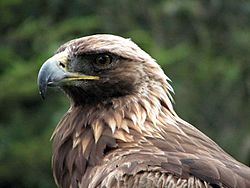 Golden Eagle (Aquila chrysaetos) head.jpg