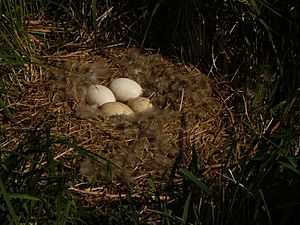 Archivo:Graugans Gelege mit vier Eiern