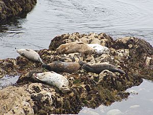 Archivo:Harbor Seal (Phoca vitulina) 03