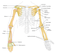 Huesos del miembro superior
