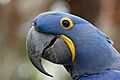 Hyacinth Macaw head