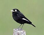 Archivo:Hymenops perspicillatus Argentina