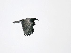 Archivo:Large billed Crow (Race-intermedius) I2 IMG 3649