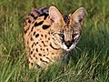 Leptailurus serval serval 15186182
