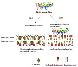 Archivo:Mecanismo de selectividad de los péptidos antimicrobianos