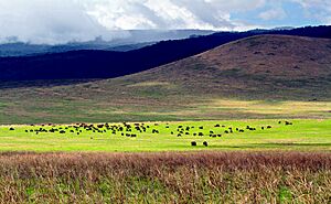 Archivo:Ngorongoro view (28 12 2010)
