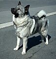 Norwegian Elkhound