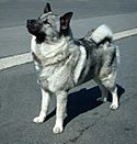 Archivo:Norwegian Elkhound