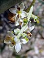 O.europaea-flor-1