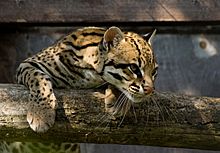 Archivo:Ocelot Santago Leopard Project 2