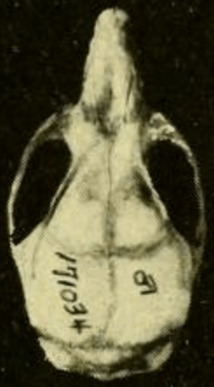 Archivo:Oryzomys gatunensis dorsal