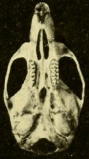 Archivo:Oryzomys gatunensis ventral